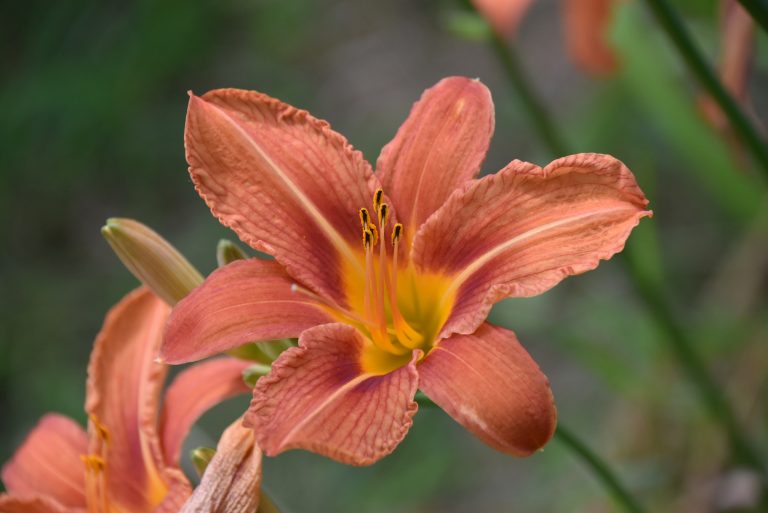 Einladung zur Jahreshauptversammlung 2026